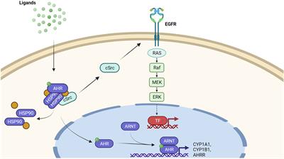 The Aryl Hydrocarbon Receptor in the Pathogenesis of Environmentally-Induced Squamous Cell Carcinomas of the Skin